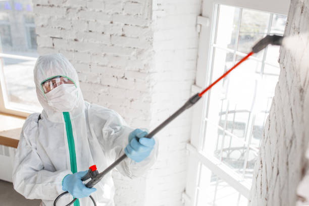 Why You Should Choose Our Mold Remediation Services in Alamo, CA